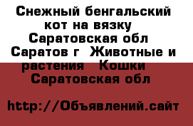 Снежный бенгальский кот на вязку - Саратовская обл., Саратов г. Животные и растения » Кошки   . Саратовская обл.